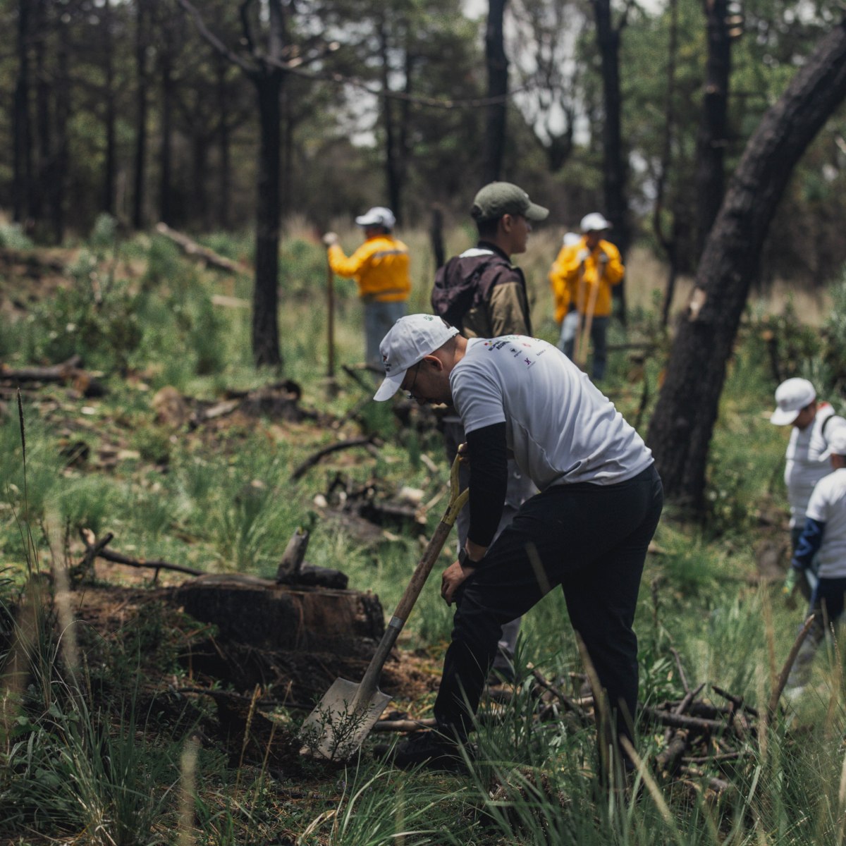 SÚPER COPA ROSHFRANS EN COLABORACIÓN CON EL GOBIERNO DE CHIHUAHUA, REALIZARÁN CAMPAÑA DE&nbsp;REFORESTACIÓN